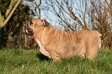 BULLDOG ANGLAIS 120